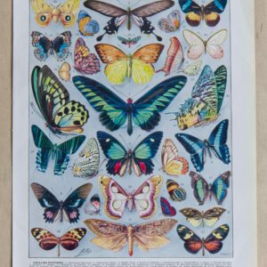 Lot de 2 planches originales “Papillons” Adolphe Millot