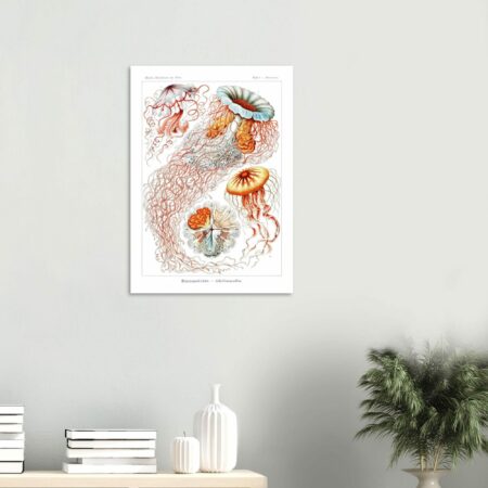 Poster Artistique "Méduses de Haeckel" – Discomedusae (1899) | Illustration Scientifique Vintage  | Papier Premium Semi-Brillant