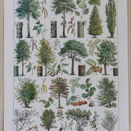 Collection de deux planches originales "Les Arbres et leurs Ennemis", Une plongée botanique et entomologique dans l’univers des arbres