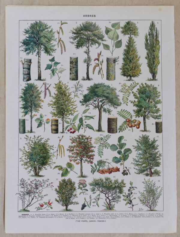 Collection de deux planches originales "Les Arbres et leurs Ennemis", Une plongée botanique et entomologique dans l’univers des arbres