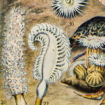 Océanographie