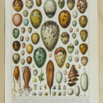 oeufs, Adolphe Millot