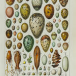 oeufs, Adolphe Millot