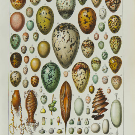 oeufs, Adolphe Millot