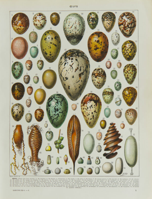 oeufs, Adolphe Millot