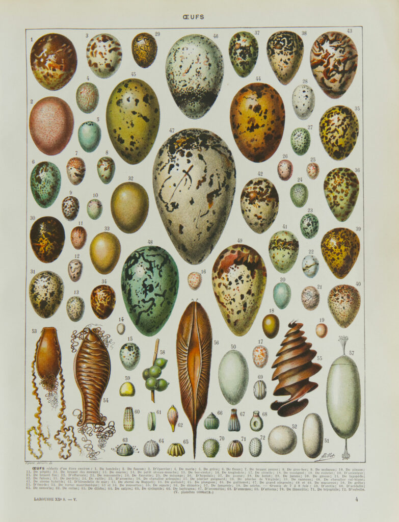 oeufs, Adolphe Millot