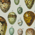 oeufs, Adolphe Millot