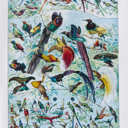 oiseaux paradis millot