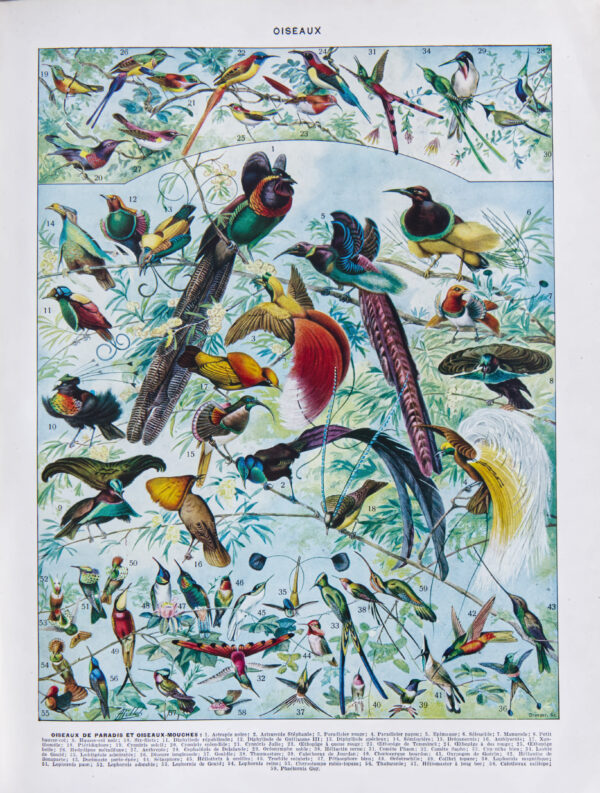 oiseaux paradis millot
