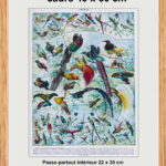 oiseaux paradis millot