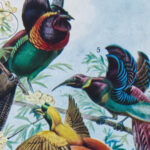 oiseaux paradis millot