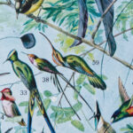 oiseaux paradis millot