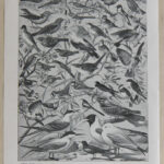 oiseaux paradis millot