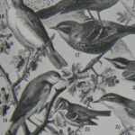 oiseaux paradis millot