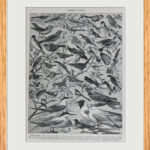 oiseaux paradis millot