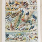 oiseaux, paon, Millot