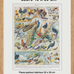 oiseaux, paon, Millot