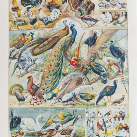 oiseaux, paon, Millot