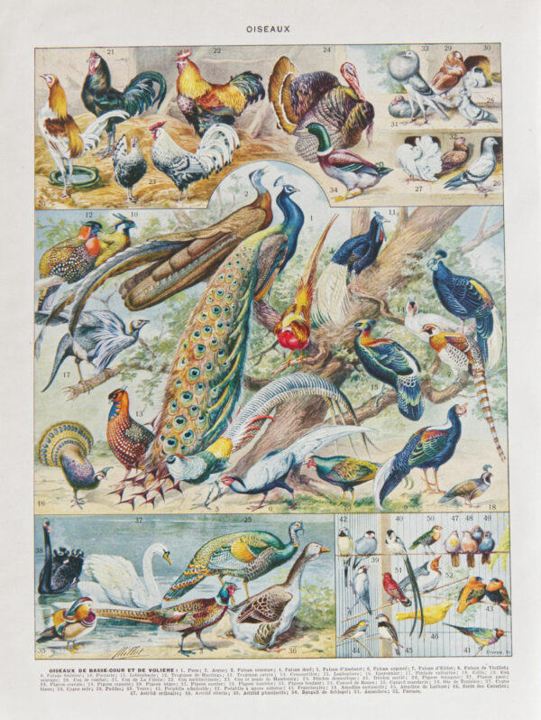 oiseaux, paon, Millot