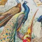 oiseaux, paon, Millot