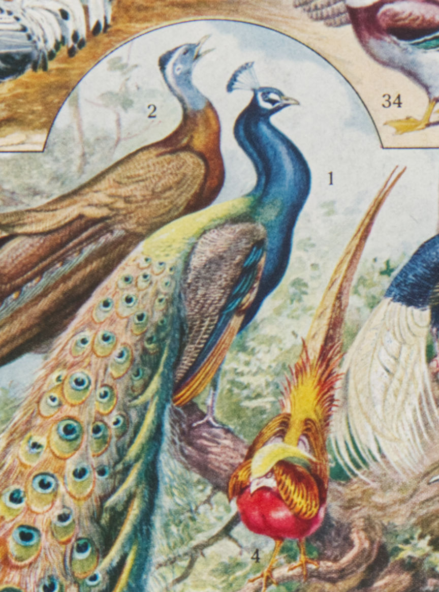 oiseaux, paon, Millot
