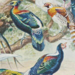 oiseaux, paon, Millot