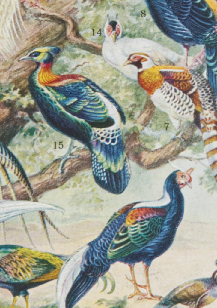 oiseaux, paon, Millot