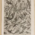 oiseaux paon