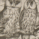 oiseaux paon