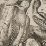 oiseaux paon