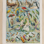 Oiseaux, Perroquets, Rapaces