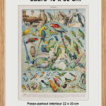 Oiseaux, Perroquets, Rapaces