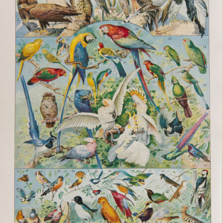 Oiseaux, Perroquets, Rapaces