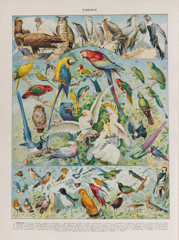 Oiseaux, Perroquets, Rapaces