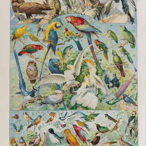 Oiseaux, Perroquets, Rapaces
