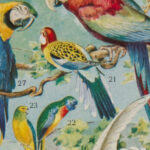 Oiseaux, Perroquets, Rapaces