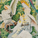 Oiseaux, Perroquets, Rapaces