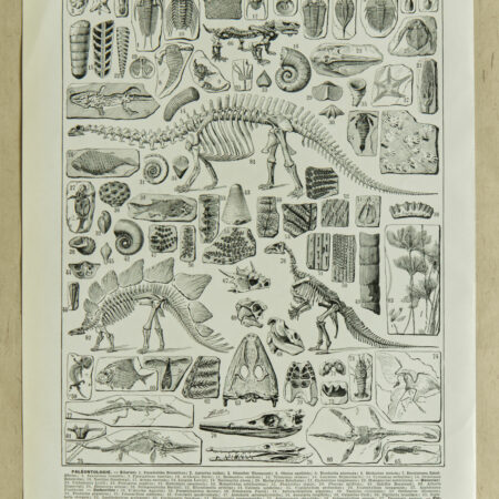Paléontologie