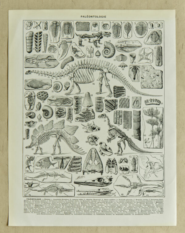 Paléontologie