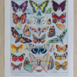 Papillons Europe Adolphe Millot
