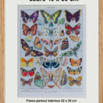 Papillons Europe Adolphe Millot