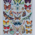 Papillons Europe Adolphe Millot