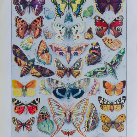 Papillons Europe Adolphe Millot