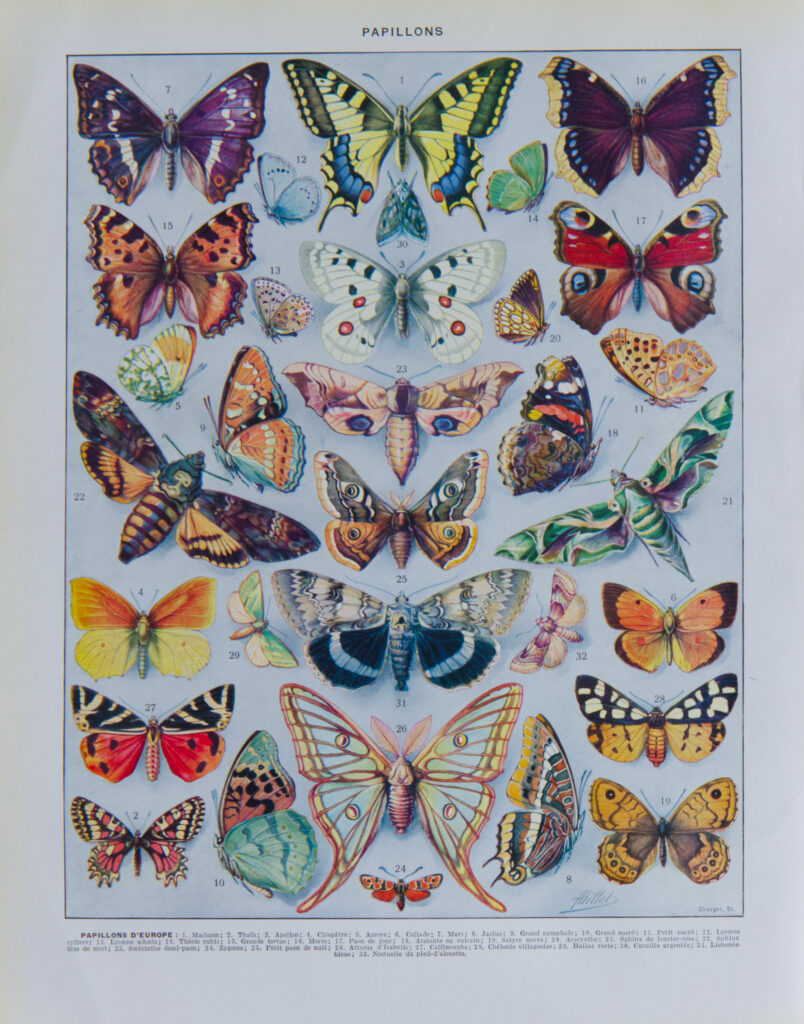 Papillons Europe Adolphe Millot