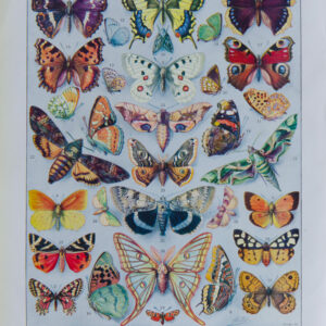 Papillons Europe Adolphe Millot