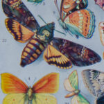 Papillons Europe Adolphe Millot