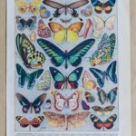 Papillons exotiques Millot