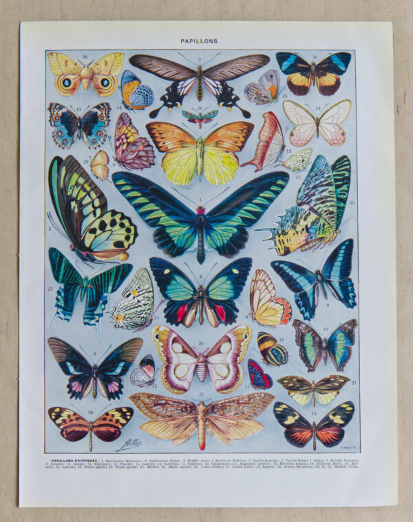 Papillons exotiques Millot
