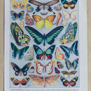 Papillons exotiques Millot