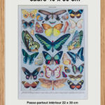 Papillons exotiques Millot